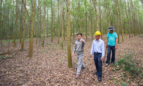 USD100 million for sustainable forest plantations in Vietnam